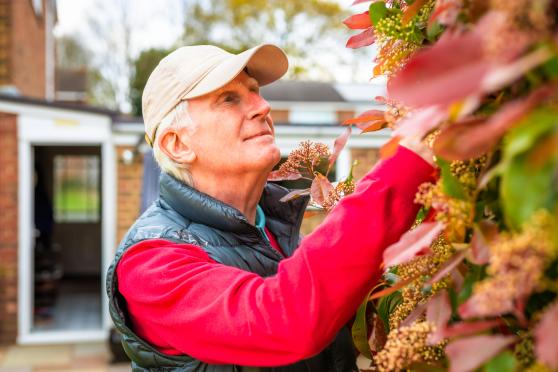 An older man with white hair and a baseball cap man admires fall foliage